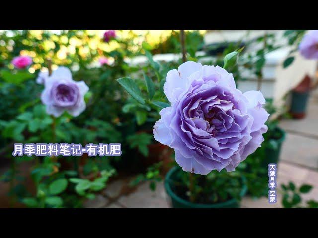 用心、详细的月季肥料笔记（上）有机肥料篇（Organic Fertilizers for Roses)