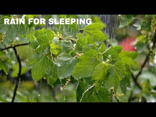 Rainforest Rain Sounds for Sleeping or Studying ️ White Noise Rainstorm 12 Hours