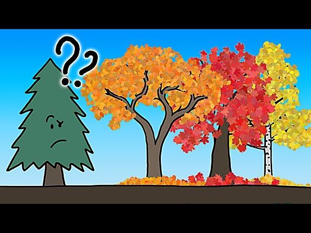 The Real Reason Leaves Change Color In the Fall