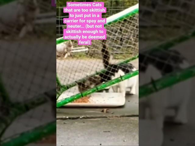 Trap neuter return a day in the life… #shorts #cat #tnr