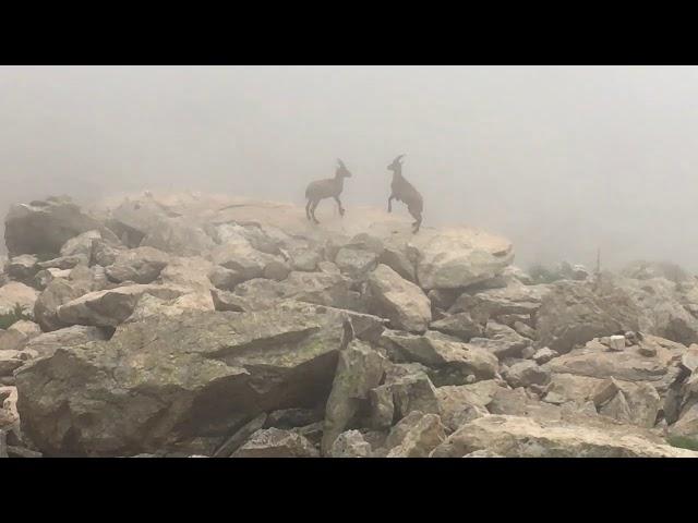 VISITE AL RIFUGIO BOZANO Medio