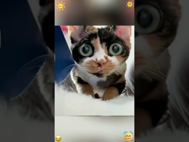 Cats on camera #cat #catsoftiktok #funny #pets #kitty #funnyvideos #cats #foryou