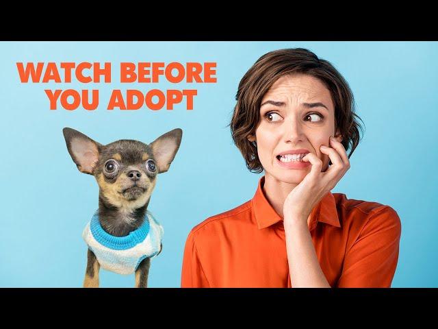 Want a new puppy? Watch this first! | Sweetie Pie Pets by Kelly Swift