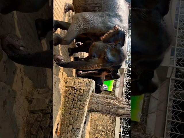 #elephantbathing #elephantlove #pinnawala #animallover #hathiraja #ekmotahathi #highlights