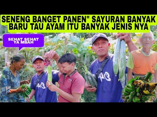 SENENG BANGET RASANYA PANEN" SAYURAN BANYAK DAN BARU TAU AYAM ITU BANYAK JENIS NYA