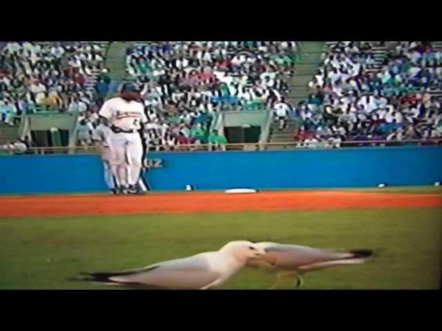 Seagulls Invade Milwaukee Brewers New York Yankees Game!