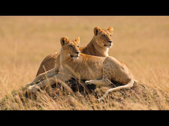 Male VS Female: Becoming A Good Catch | Wildlife Documentary