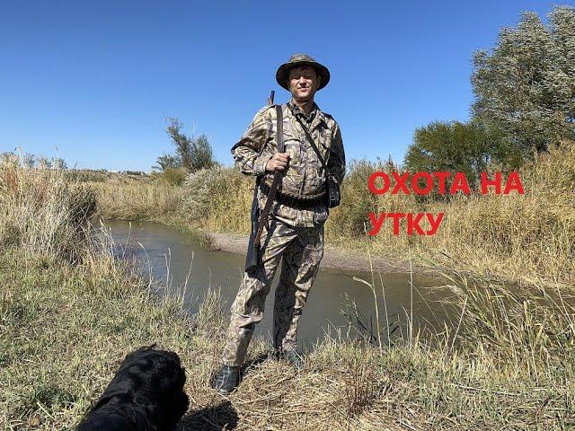 Охота на утку, охота с собакой. Первая охота Бима.