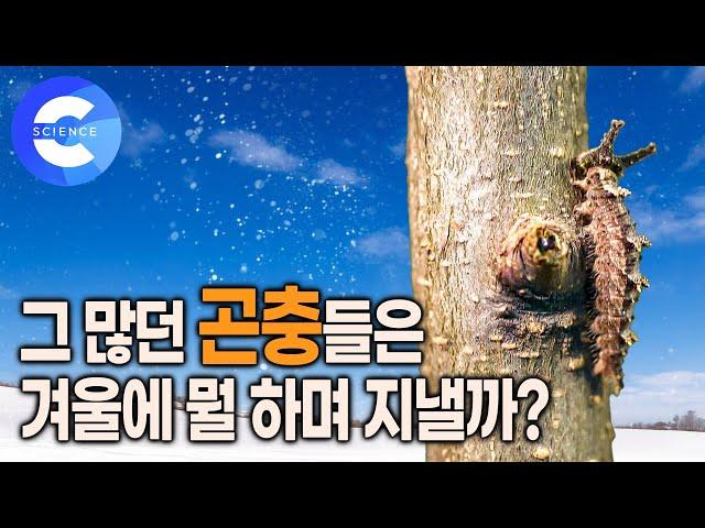 영하 25도에도 얼지않는 곤충은 뭘까? | 추위를 견디는 곤충들의 겨울나기 | 메뚜기 펄쩍쇼 | 잠수해서 먹이를 잡아먹는  물까마귀 | 자연다큐