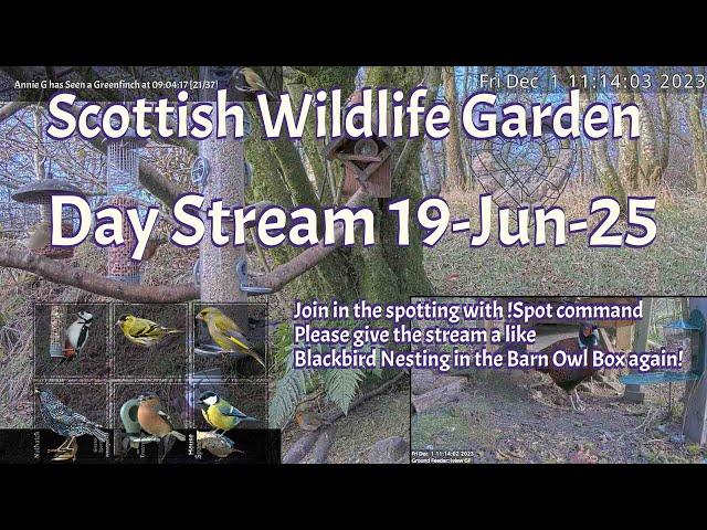 Day Stream June 19th 2025 | Bird Feeders, Wildlife Cameras Scotland UK from SWG