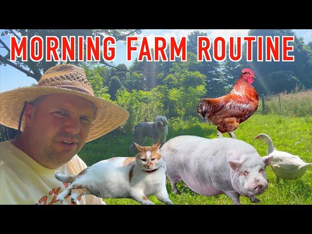 My Morning Routine with 70+ Animals