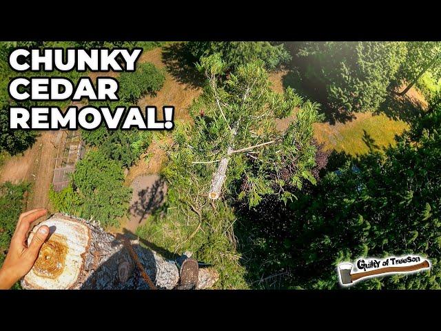 Removing A HUGE Chunky Cedar!
