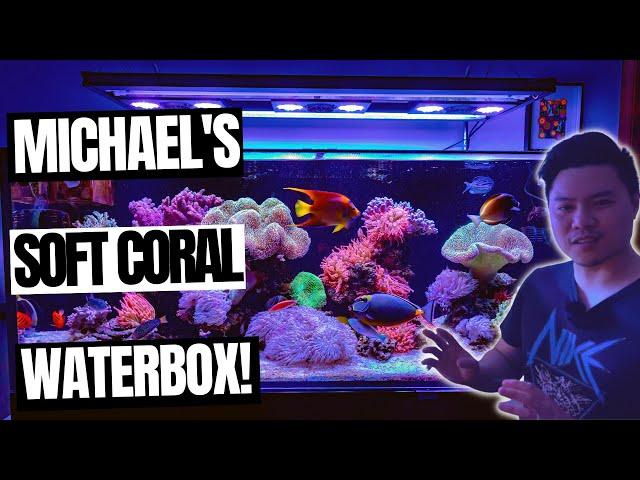 Michael's Insane Soft Coral Reef Tank