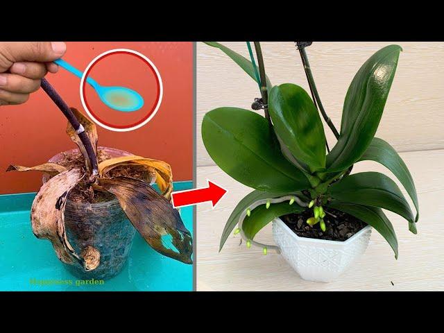 Miraculous for making rotten orchids revive immediately