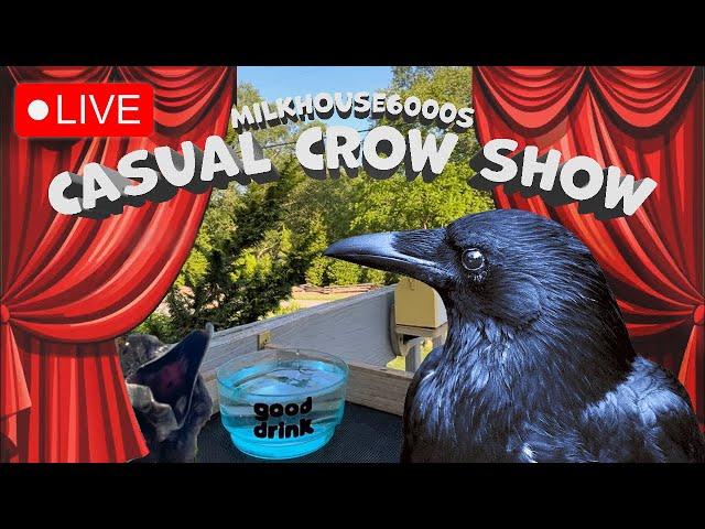 casual crow show!‍⬛‍⬛‍⬛