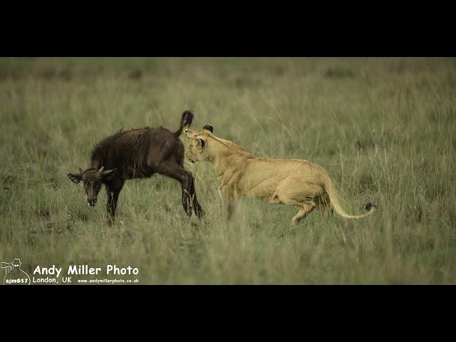 Lioness of the Black Rock hunting an isolated buffalo calf - Maasai Mara Kenya 2023 03 26 Full Chase