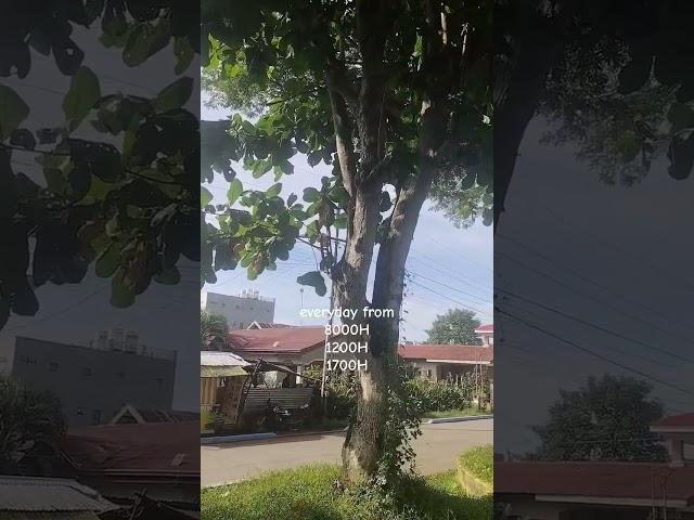 Fire Alarm Siren In Tanauan, Leyte beginning May 31, 2025 will be heared.
