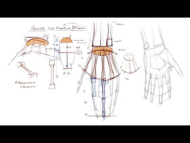 Anatomy and Structure of the Hand, Part 1