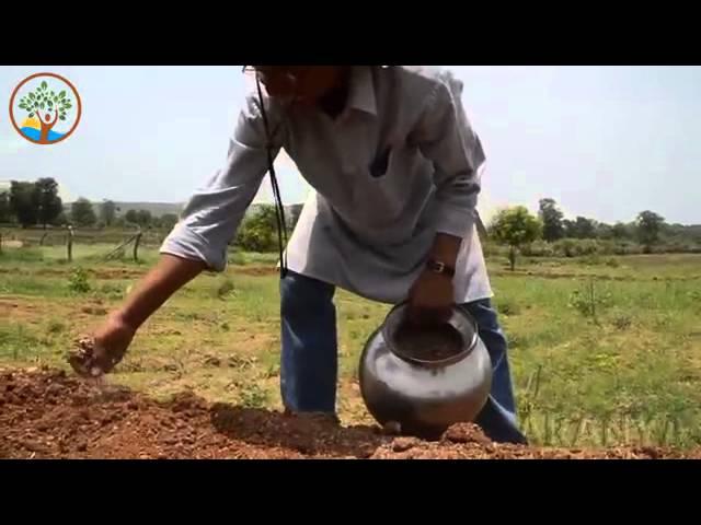 Permaculture: Trees On Bunds
