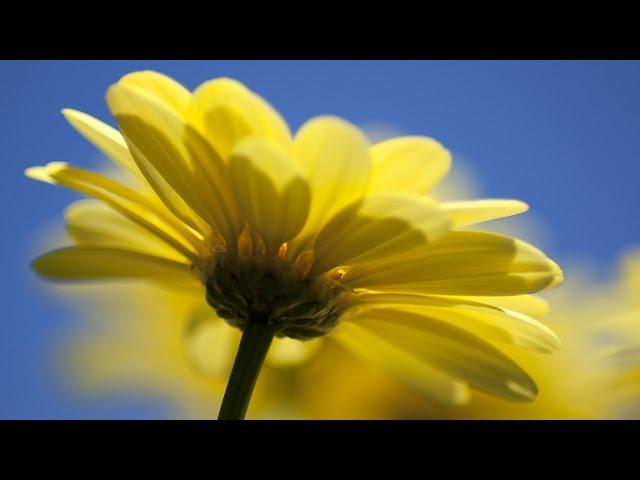 Michael Tsarion - For the Girls