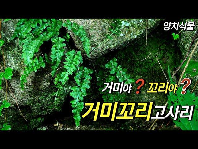 퍼니의 양치식물, 거미야? 꼬리야? 거미꼬리고사리, Asplenium castaneoviride Baker