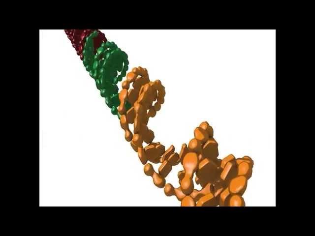 Non-homologous end joining