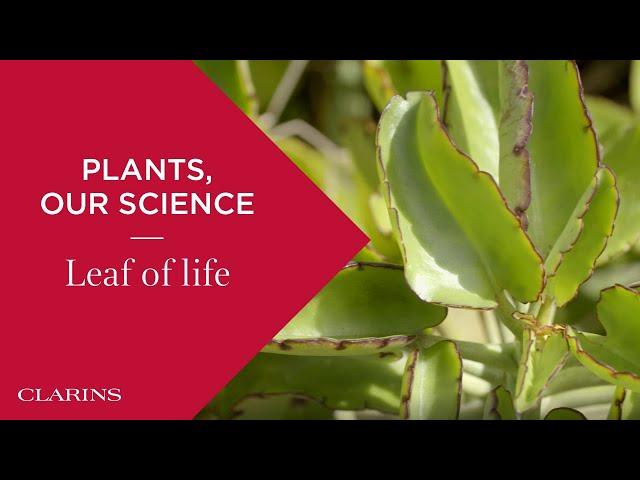 Ingredients Around the World: Organic Leaf of Life | Clarins