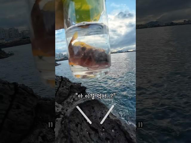 사행성 바다이야기