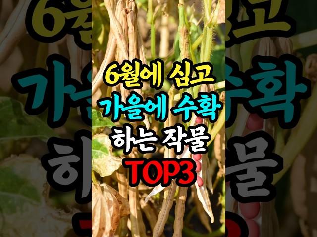 6월에 심고 가을에 수확 하는 작물 TOP3