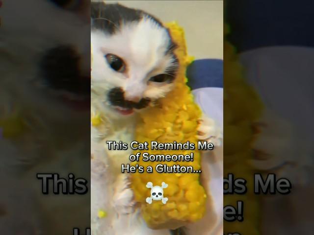 Vale A Pena O Preço?  #kitten #kittens #trollface #tiktok #troll #shorts #cat #catlover #gatos