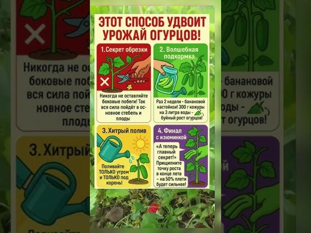 Удобрение для огурцов #огурцы #огород #рекомендации
