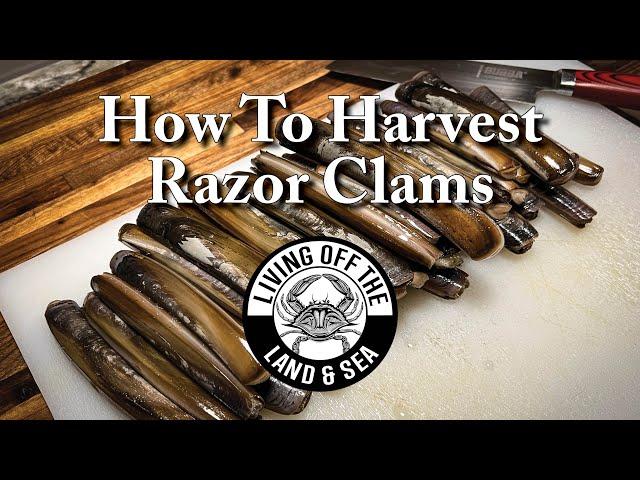 How to Harvest Razor Clams with Salt | Living off the Land and Sea #14