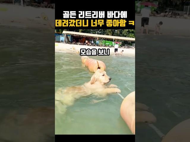 골든 리트리버는 역시 물을 좋아하네요 ㅎㅎ