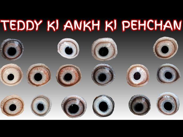 Teddy Kabootar Eye Signs