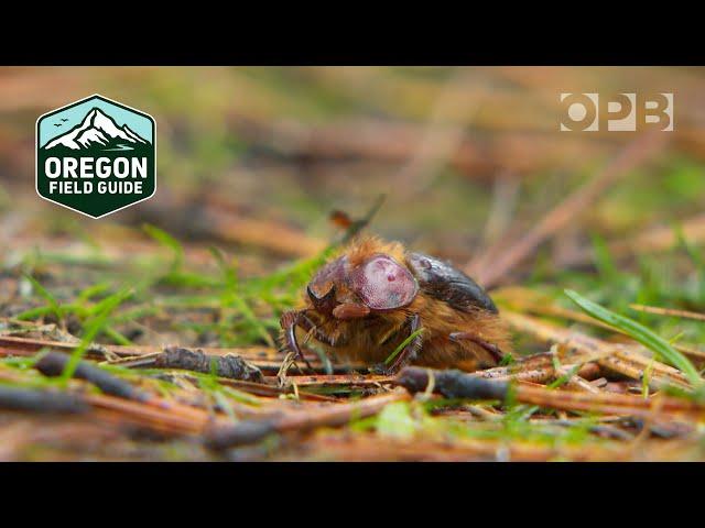 New species of beetle discovered in the Columbia River Gorge | Oregon Field Guide