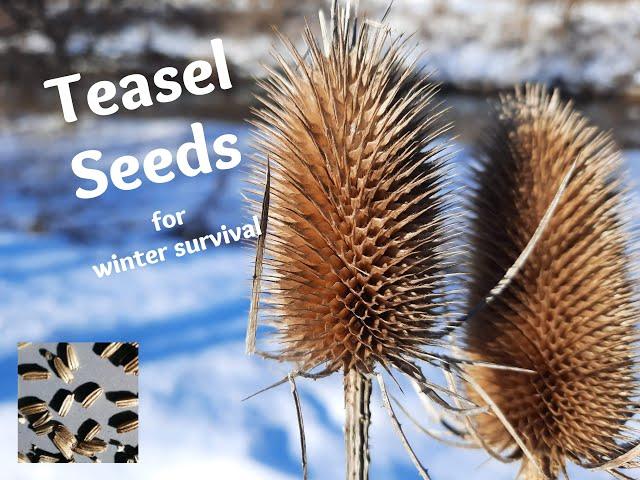 Winter Foraging for Teasel Seeds