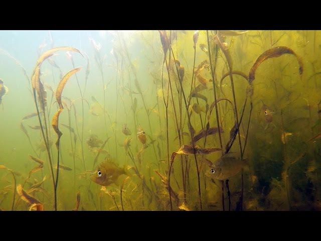 Pond Management-Habitat Enhancement