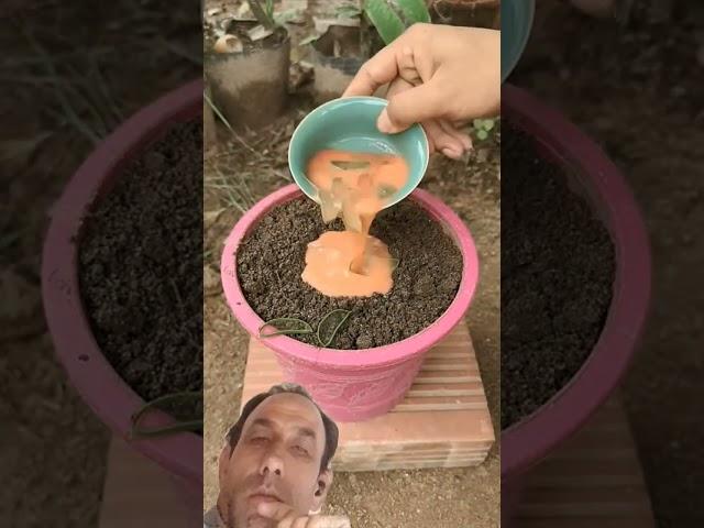 How to harvest bringle plant with unique planting skill!#shotrs #vegetables #plants #farming