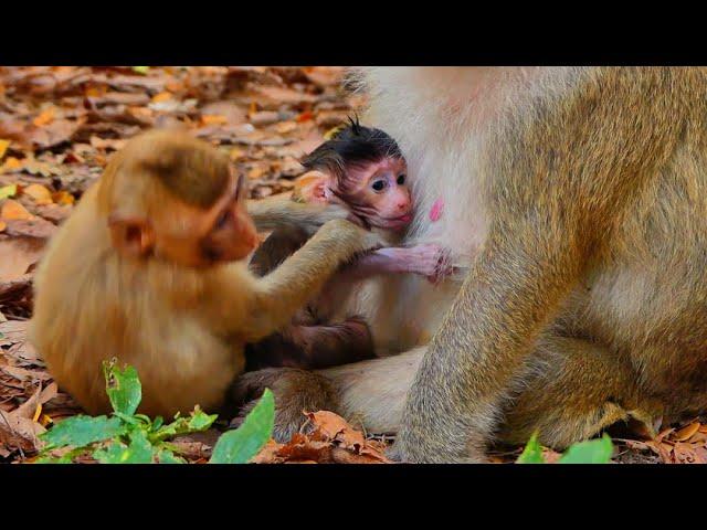 Poor sister monkey jealuse little baby monkey with take milk mom