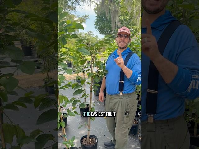 Easiest fruit tree to grow?? Let’s talk mulberries! #ediblegarden #fruittrees #mulberrytree