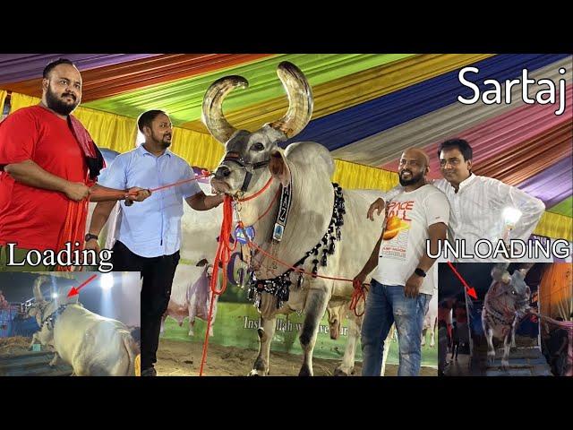 LOADING & UNLOADING OF SARTAJ || SANTRAGACHI || BIGGEST KANKAREJ OX OF MAAZ || Kolkata Cow 2024