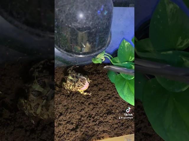 Pepe the pacman frog  eating a fuzzy