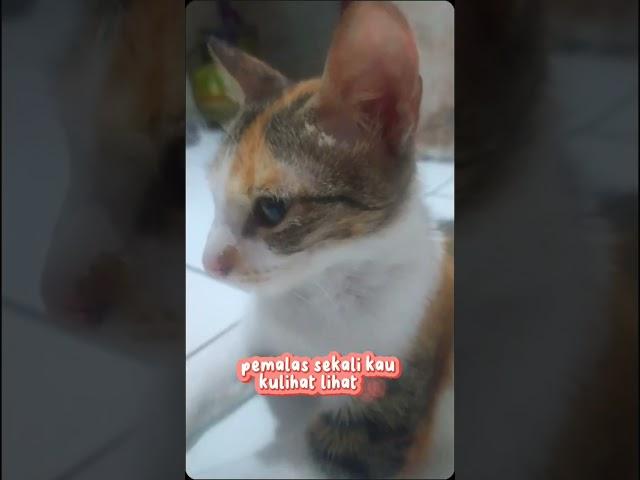 iya iya ngerti.bawelll bgt kucing 1 ini.