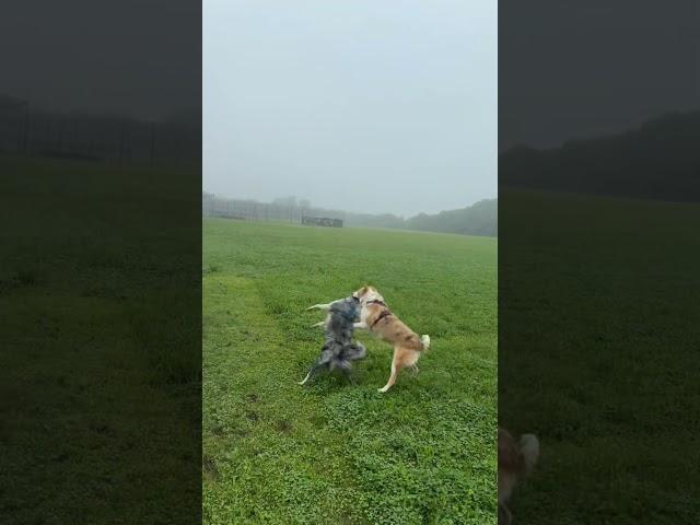 BEST DOG ATHLETE EVER… SKYE GIVING THE WORKS TO SHAY