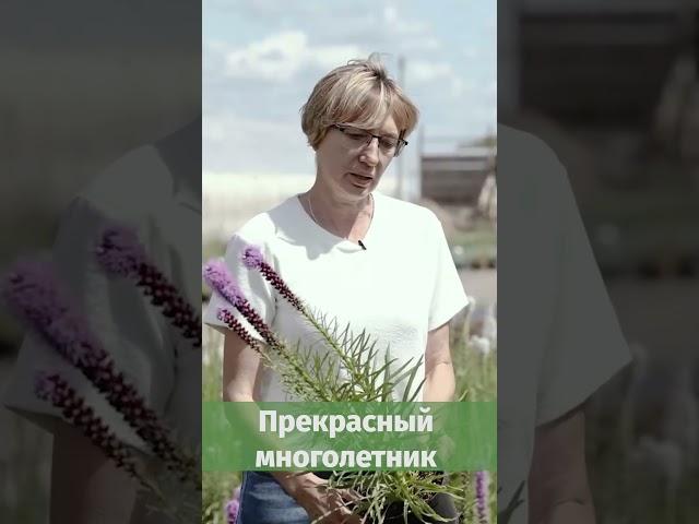 Прекрасный многолетник