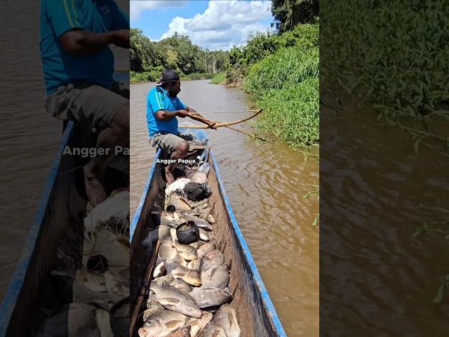 Panah ikan nila Merauke=Papua Selatan #shorts