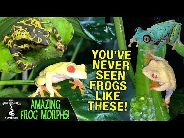 AMAZING FROG MORPHS OF RAINFOREST JUNKYS! | FROG BREEDING AND CARE!