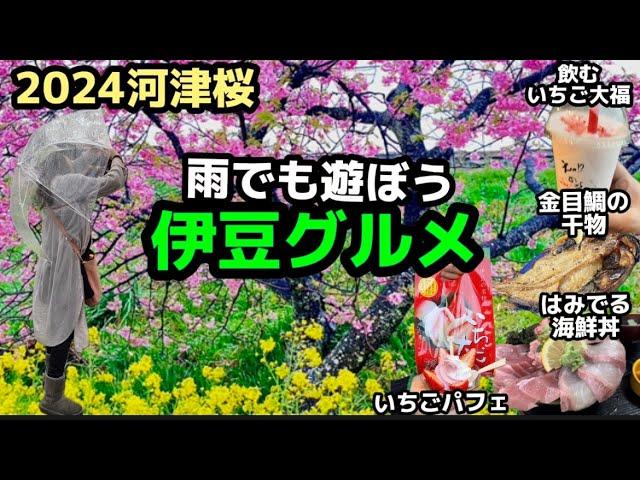 【静岡グルメ旅】河津の行列の吉丸で丼からはみ出る海鮮や顔くらい大きい金目鯛や鯖の干物を堪能！偶然入ったわさびやさんのわさびと酢漬けが美味し過ぎた#河津桜#河津桜まつり#伊豆グルメ#河津ランチ