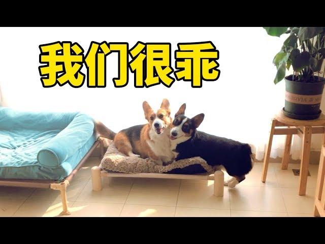 【小短腿Duby】两只互殴的狗子，突然看到主人手握锅铲，立刻怂了