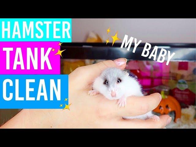 Hamster Tank Clean & Setup